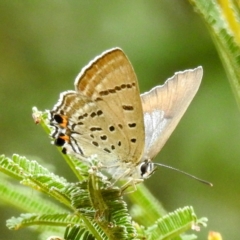 Jalmenus ictinus at Pialligo, ACT - 26 Feb 2023 09:56 AM