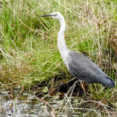 Ardea pacifica (White-necked Heron) at Mount Ainslie - 25 Feb 2023 by HelenCross
