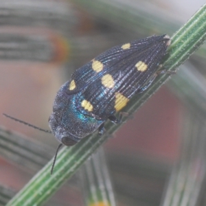 Astraeus (Astraeus) pygmaeus at Tennent, ACT - 25 Feb 2023