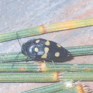 Astraeus (Astraeus) pygmaeus at Tennent, ACT - 25 Feb 2023