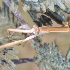 Archimantis sp. (genus) at Paddys River, ACT - 25 Feb 2023 by Harrisi