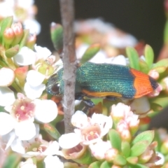 Castiarina kerremansi (A jewel beetle) at Tinderry, NSW - 23 Feb 2023 by Harrisi