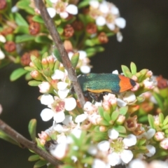 Castiarina kerremansi at Tinderry, NSW - 23 Feb 2023