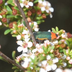 Castiarina kerremansi at Tinderry, NSW - 23 Feb 2023