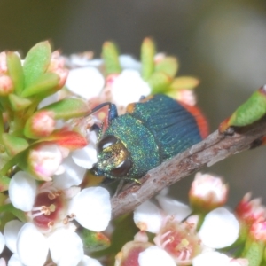 Castiarina kerremansi at Tinderry, NSW - 23 Feb 2023