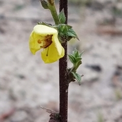 Verbascum virgatum (Green Mullein) at Gibraltar Pines - 25 Feb 2023 by KumikoCallaway