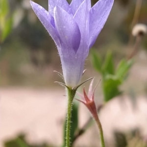 Wahlenbergia stricta subsp. stricta at Paddys River, ACT - 26 Feb 2023