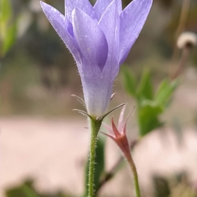 Wahlenbergia stricta subsp. stricta (Tall Bluebell) at Paddys River, ACT - 25 Feb 2023 by KumikoCallaway