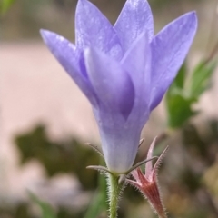 Wahlenbergia stricta subsp. stricta at Paddys River, ACT - 26 Feb 2023