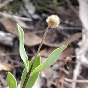 Pimelea linifolia subsp. linifolia at Paddys River, ACT - 26 Feb 2023