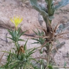Carthamus lanatus (Saffron Thistle) at Paddys River, ACT - 26 Feb 2023 by KumikoCallaway