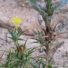 Carthamus lanatus (Saffron Thistle) at Paddys River, ACT - 25 Feb 2023 by KumikoCallaway