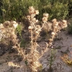 Cirsium vulgare (Spear Thistle) at Paddys River, ACT - 25 Feb 2023 by KumikoCallaway