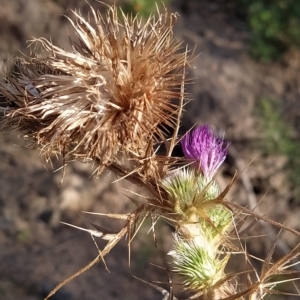 Cirsium vulgare at Paddys River, ACT - 26 Feb 2023