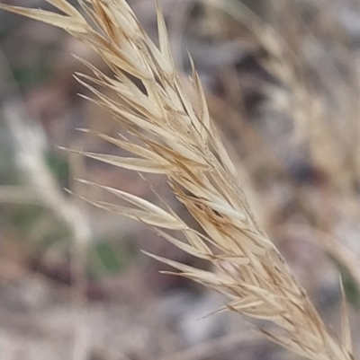 Rytidosperma sp. (Wallaby Grass) at Gibraltar Pines - 25 Feb 2023 by KumikoCallaway
