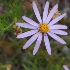 Olearia tenuifolia (Narrow-leaved Daisybush) at Paddys River, ACT - 25 Feb 2023 by KumikoCallaway