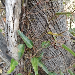 Hardenbergia violacea at Paddys River, ACT - 26 Feb 2023