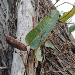 Hardenbergia violacea at Paddys River, ACT - 26 Feb 2023