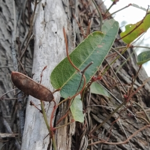 Hardenbergia violacea at Paddys River, ACT - 26 Feb 2023