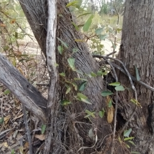 Hardenbergia violacea at Paddys River, ACT - 26 Feb 2023