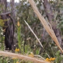 Dichelachne crinita (Long-hair Plume Grass) at Gibraltar Pines - 25 Feb 2023 by KumikoCallaway