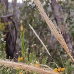 Dichelachne crinita (Long-hair Plume Grass) at Paddys River, ACT - 26 Feb 2023 by KumikoCallaway
