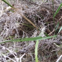 Dichelachne crinita at Paddys River, ACT - 26 Feb 2023