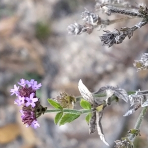 Verbena incompta at Paddys River, ACT - 26 Feb 2023