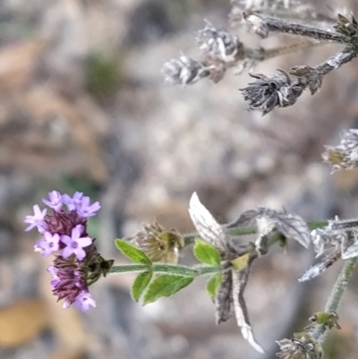 Verbena incompta (Purpletop) at Paddys River, ACT - 25 Feb 2023 by KumikoCallaway