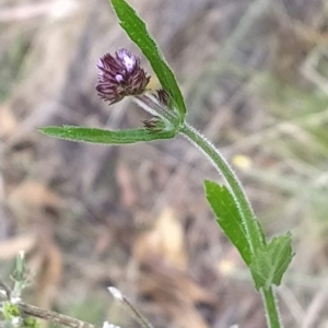 Verbena incompta at Paddys River, ACT - 26 Feb 2023