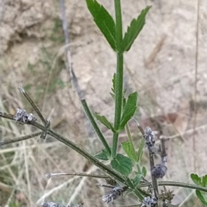 Verbena incompta at Paddys River, ACT - 26 Feb 2023