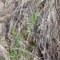 Verbena incompta at Paddys River, ACT - 26 Feb 2023