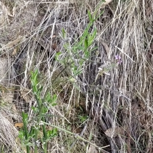 Verbena incompta at Paddys River, ACT - 26 Feb 2023