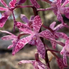 Dipodium punctatum (Blotched Hyacinth Orchid) at Rob Roy Range - 24 Feb 2023 by Shazw