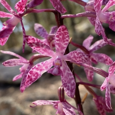 Dipodium punctatum (Blotched Hyacinth Orchid) at Rob Roy Range - 24 Feb 2023 by Shazw