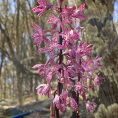 Dipodium punctatum at Conder, ACT - 25 Feb 2023