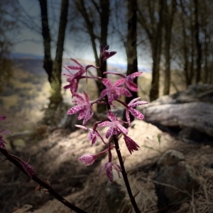 Dipodium punctatum at Conder, ACT - 25 Feb 2023