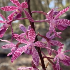 Dipodium punctatum at Conder, ACT - 25 Feb 2023