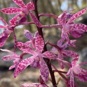 Dipodium punctatum at Conder, ACT - 25 Feb 2023