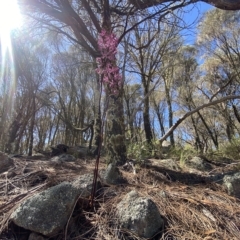 Dipodium punctatum at Conder, ACT - 25 Feb 2023