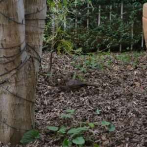 Turdus merula at Gungahlin, ACT - suppressed