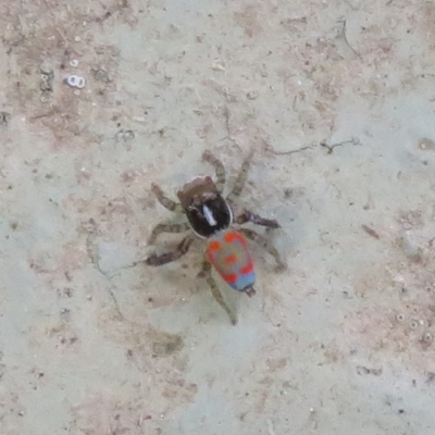 Maratus pavonis (Dunn's peacock spider) at Cotter River, ACT - 26 Feb 2023 by Christine