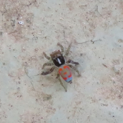 Maratus pavonis (Dunn's peacock spider) at Namadgi National Park - 26 Feb 2023 by Christine