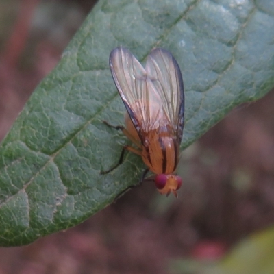 Sapromyza fuscocostata (A lauxid fly) at Namadgi National Park - 25 Feb 2023 by Christine