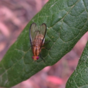 Sapromyza fuscocostata at Cotter River, ACT - 26 Feb 2023 10:05 AM