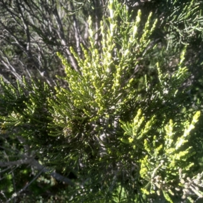 Ozothamnus cupressoides (Kerosine Bush) at Wilsons Valley, NSW - 25 Feb 2023 by mahargiani