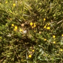 Leptorhynchos squamatus subsp. alpinus (Scaly Buttons) at Kosciuszko National Park, NSW - 24 Feb 2023 by mahargiani