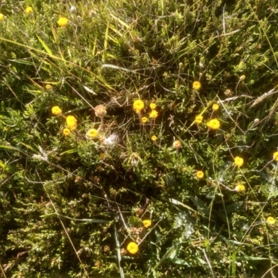 Leptorhynchos squamatus subsp. alpinus (Scaly Buttons) at Kosciuszko National Park, NSW - 24 Feb 2023 by mahargiani