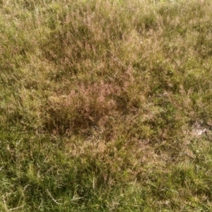 Agrostis sp. at Wilsons Valley, NSW - 25 Feb 2023 09:12 AM