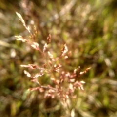 Agrostis sp. at Wilsons Valley, NSW - 25 Feb 2023 09:12 AM